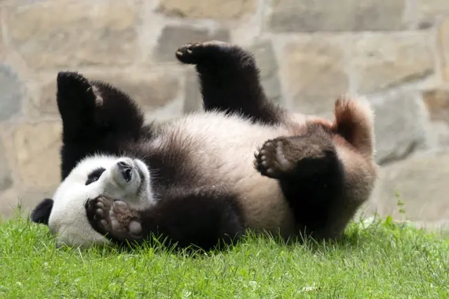 China's Pandas Arrive in Atlanta for 10-Year Stay