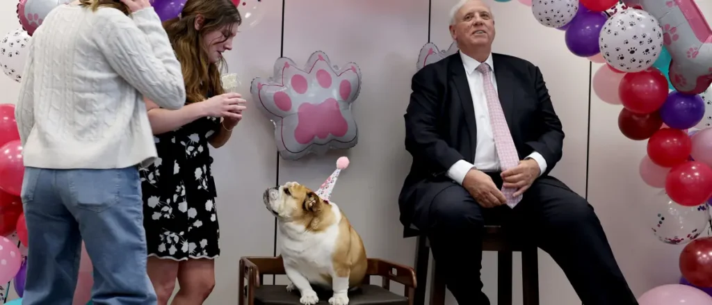 A bulldog wearing a party hat sits in a chair while two people stand nearby, with a man in a suit sitting on a chair in the background, surrounded by colorful balloons and paw print decorations.
