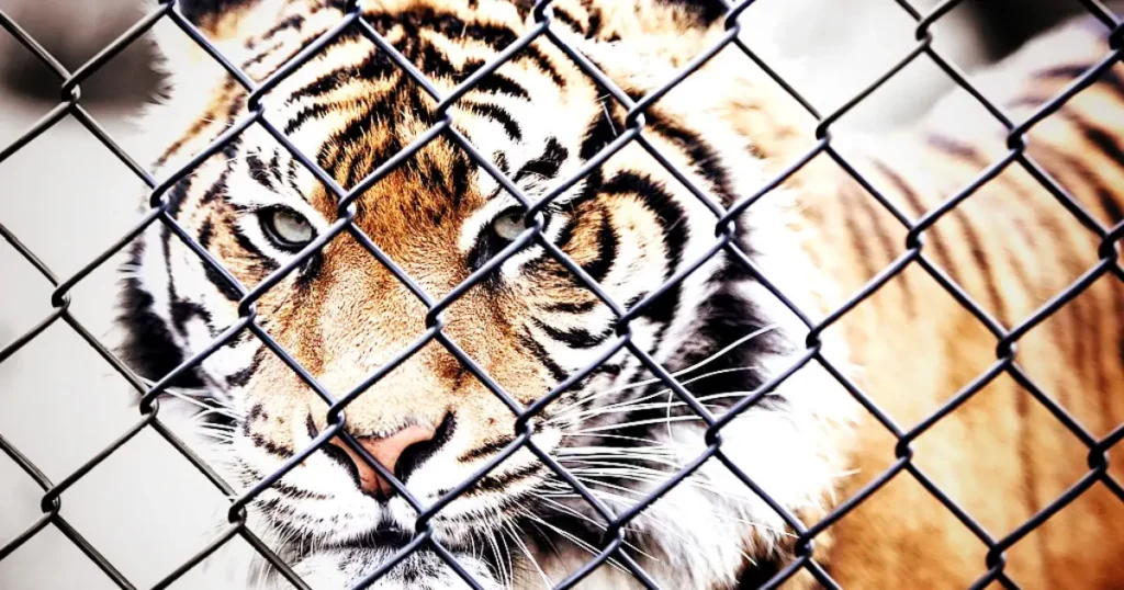 A tiger peers through a chain-link fence, its piercing eyes and striped fur clearly visible.
