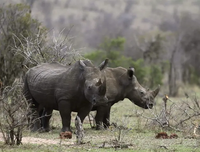 Two rhinos stand together in a natural, dry landscape with sparse vegetation.