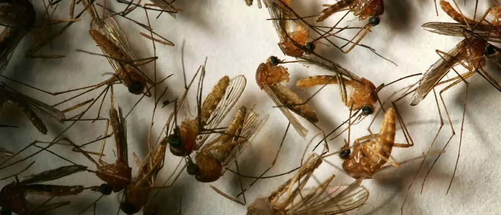 The image shows a collection of preserved mosquitoes, likely used for scientific or educational purposes.