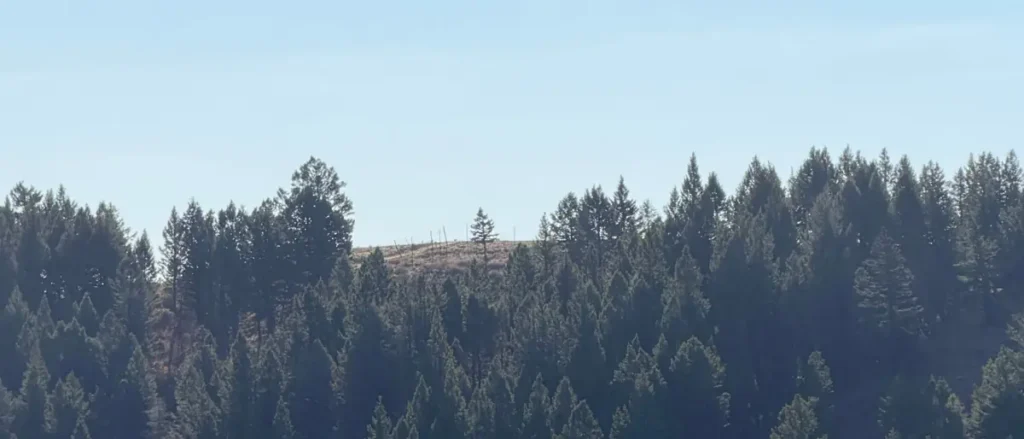The image shows a dense forest with tall evergreen trees under a clear blue sky.