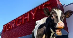 A cow is humorously superimposed onto a photo of a building with a red sign that reads "TORCHY'S."