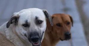 The photo shows two dogs, one white and one brown, standing close together in an outdoor setting.
