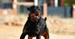 A Rottweiler stands alert and looks directly at the camera in an outdoor setting.