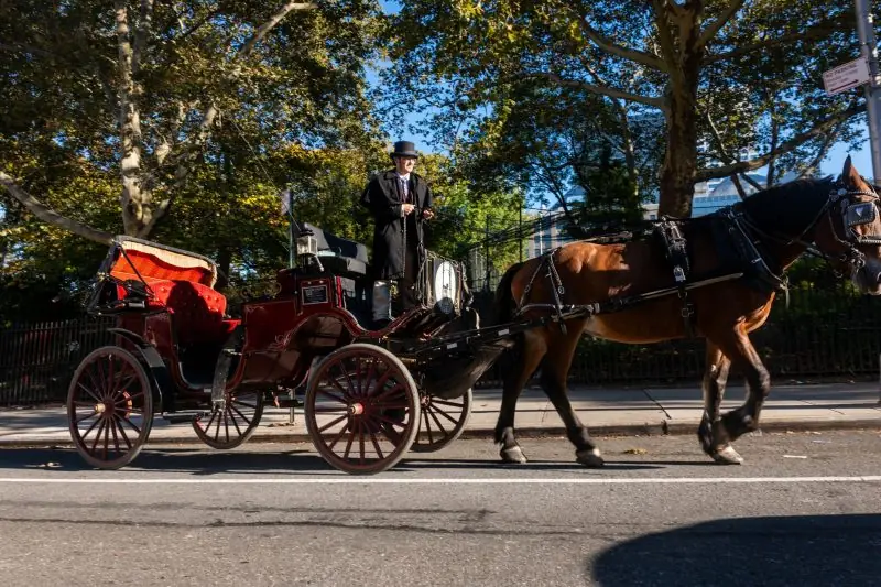 A horse-drawn carriage is being driven by a man in a top hat and formal attire, set against a backdrop of trees and a sunny day.