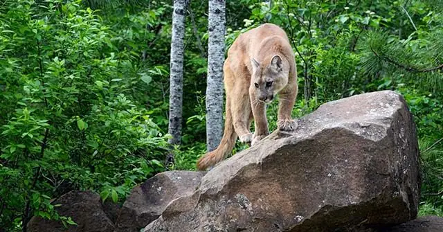 A mountain lion is seen climbing on a large rock in a lush, green forest.