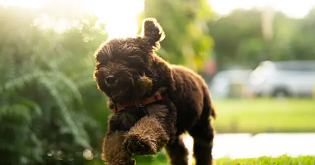 A playful puppy with a curly coat and an orange collar is captured in a sunny outdoor setting.